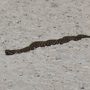 Western Massasauga (Sistrurus tergeminus)