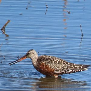 Hudsonian Godwit (Limosa haemastica)