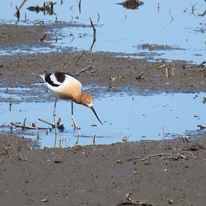 American Avocet (Recurvirostra americana)