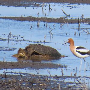 American Avocet and Common Snapping Turtle