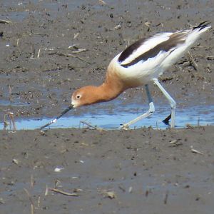 American Avocet (Recurvirostra americana)