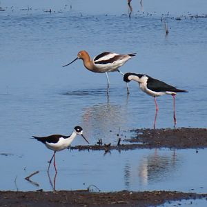 Black-necked Stilt and American Avocet