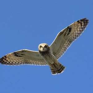 Short-eared Owl (Asio flammeus)