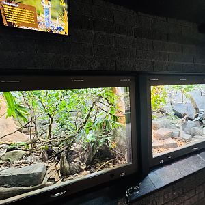 Monocled Cobra enclosure