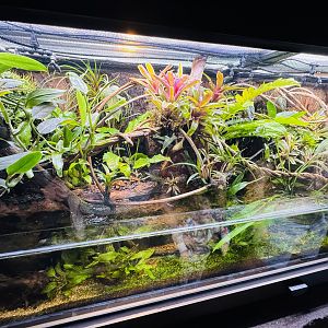 Eyelash Viper/tropical fish enclosure