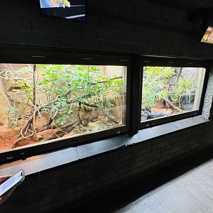 Veiled Chameleon and Tiger Snake enclosure