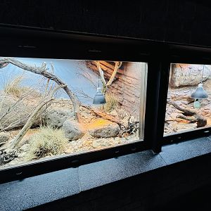 Red-barred Dragon and Gila Monster enclosures