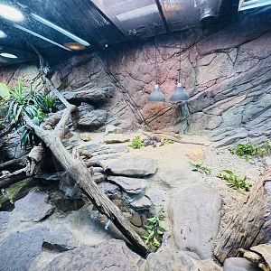 Rhino Iguana/Elongated Tortoise enclosure