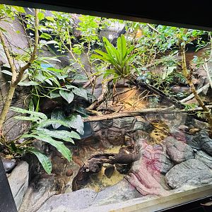 Twist-necked Turtle/Plumed Basilisk enclosure