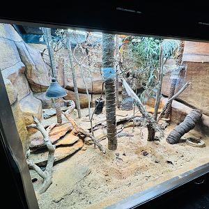 Australian lizard enclosure