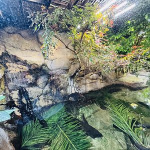 Freshwater Crocodile enclosure