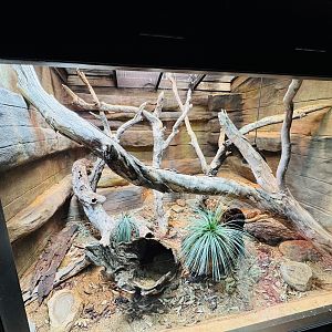 Black-headed Python enclosure