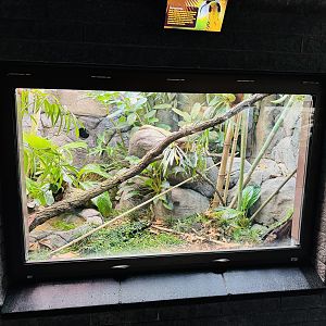 King Cobra enclosure