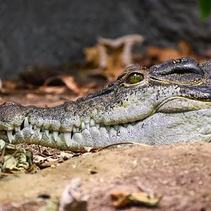 Philippine Crocodile