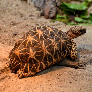 Indian Star Tortoise