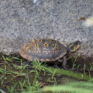 Carolina Box Turtle