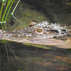 Philippine Crocodile