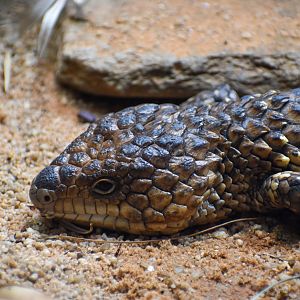 Shingleback