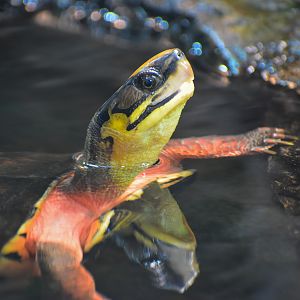 Golden Coin Turtle