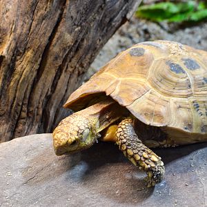 Elongated Tortoise