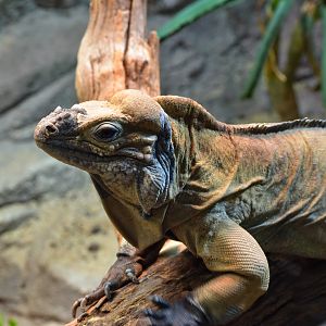 Rhinoceros Iguana
