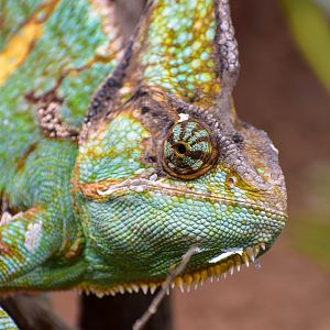 Veiled Chameleon