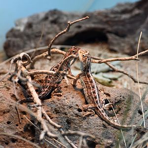 Canberra Grassland Dragons