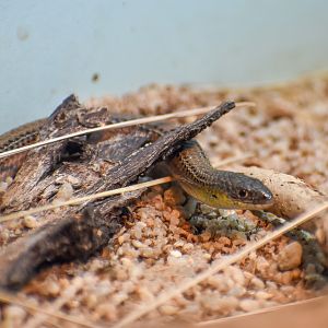 Striped Legless Lizard