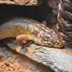 Hosmer's Skink