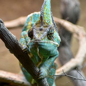 Veiled Chameleon