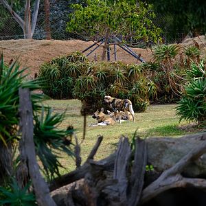 African Wild Dogs - Werribee Open Range Zoo