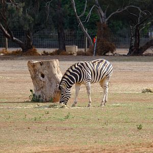 Plains Zebra - Werribee Open Range Zoo