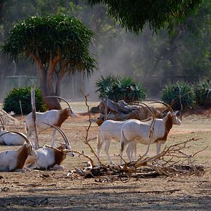 Scimitar-horned Oryx - Werribee Open Range Zoo
