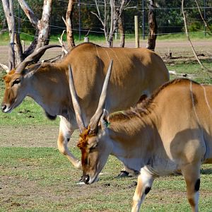 Common Eland - Werribee Open Range Zoo