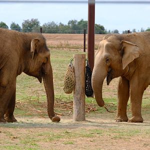 Kulab and Mek Kapah - Werribee Open Range Zoo