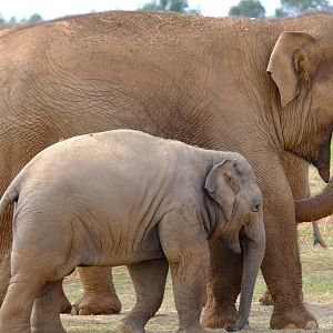 Mali and Roi Yim - Werribee Open Range Zoo
