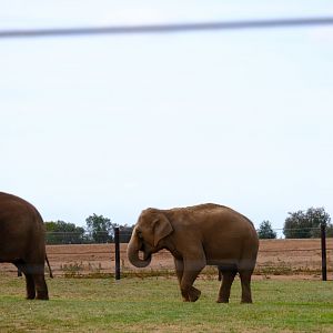 Kulab, Dokkoon and Roi Yim - Werribee Open Range Zoo