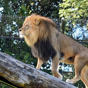 African Lion climbing up to platform