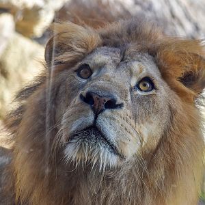 African Lion at glass window