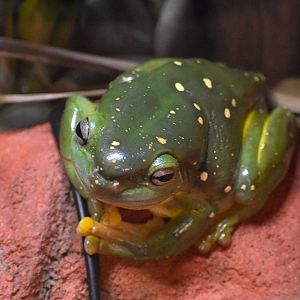 Magnificent Tree-Frog