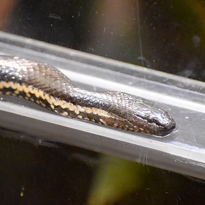 Macleay's Water Snake