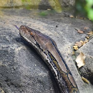 Reticulated Python