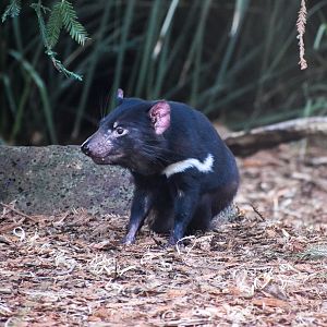 Tasmanian Devil