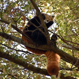 Red Panda