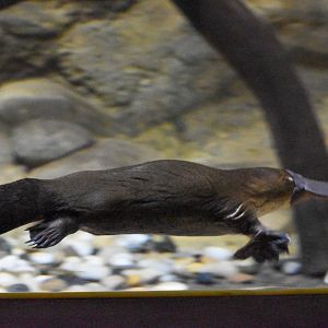 Platypus