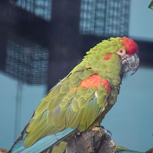 Red-fronted Macaw