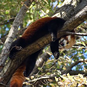 Red Panda