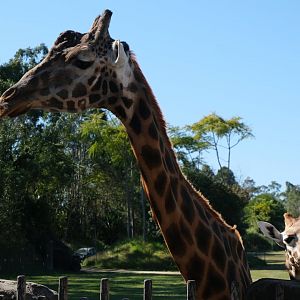 Forest - Australia Zoo