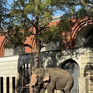 Indian Elephant - Zoorasia