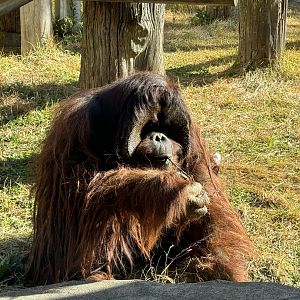 Bornean Orangutan - Zoorasia
